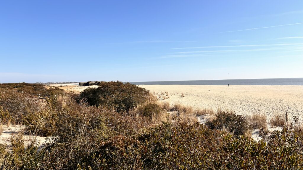 a field of dry grass (MyCoast AI)
