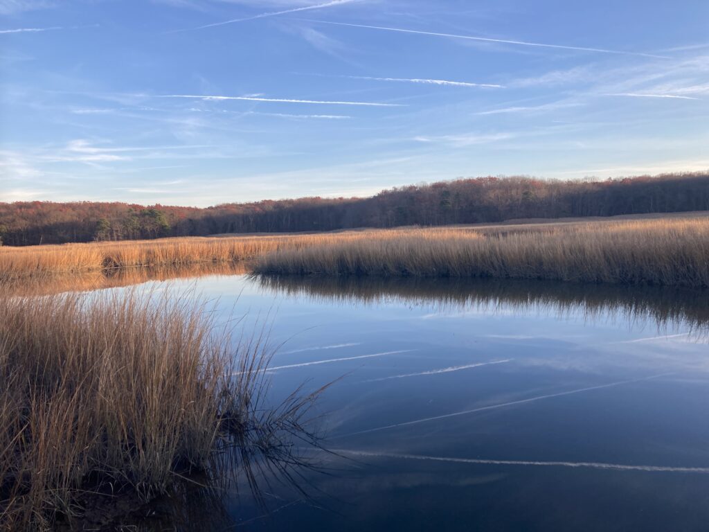 a lake with grass and trees in the background (MyCoast AI)