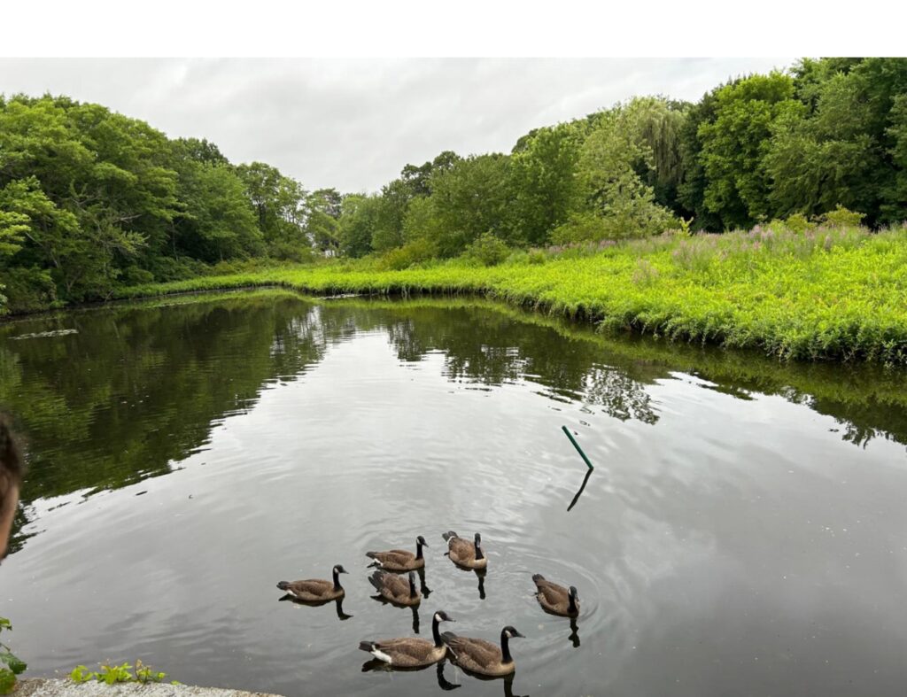 a group of ducks in a pond (MyCoast AI)