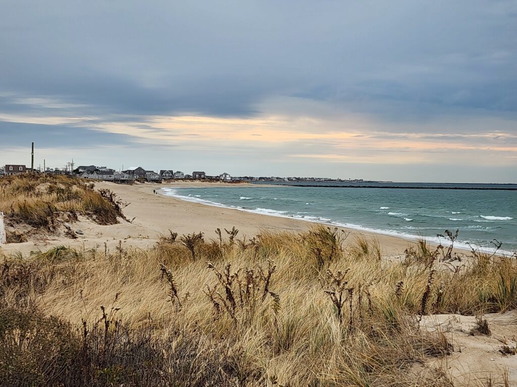 a beach with sand and plants (MyCoast AI)