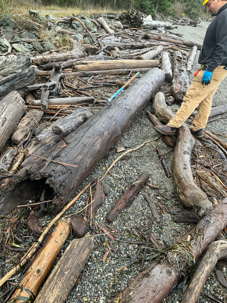 a man cutting down a tree (MyCoast AI)