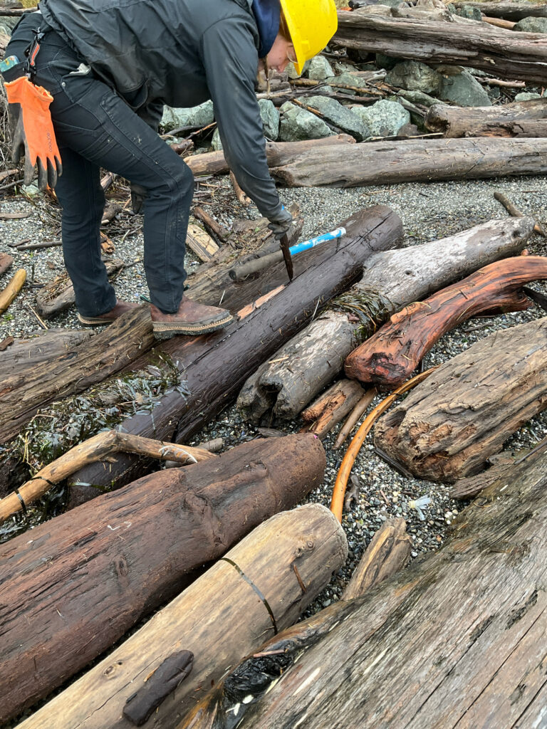 a person cutting down a tree (MyCoast AI)