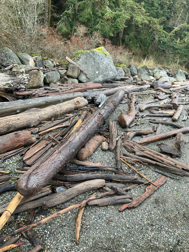a pile of cut down trees (MyCoast AI)