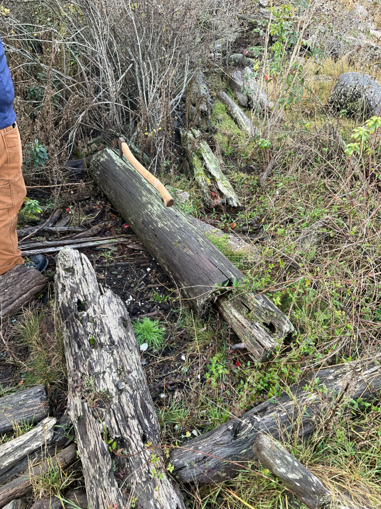 a person standing next to a pile of cut down trees (MyCoast AI)