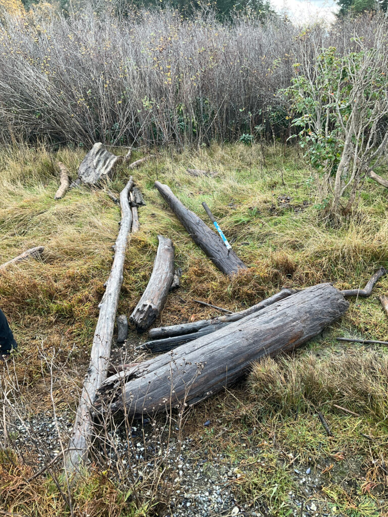 a group of logs in a grassy area (MyCoast AI)