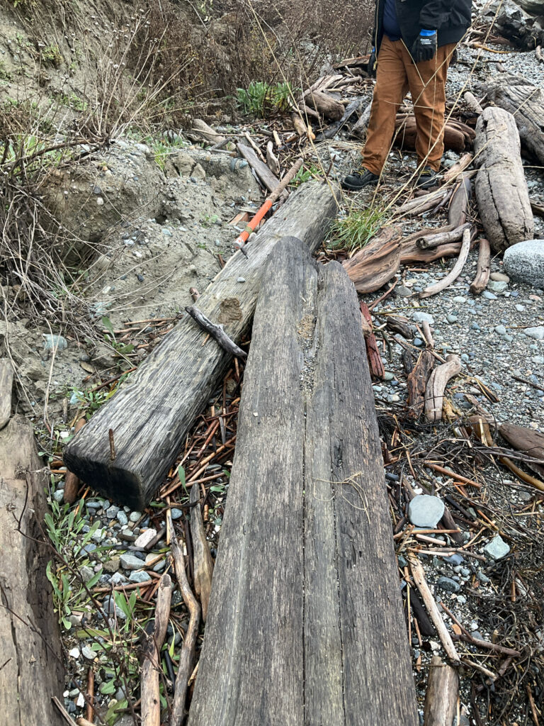 a person standing next to a tree stump (MyCoast AI)