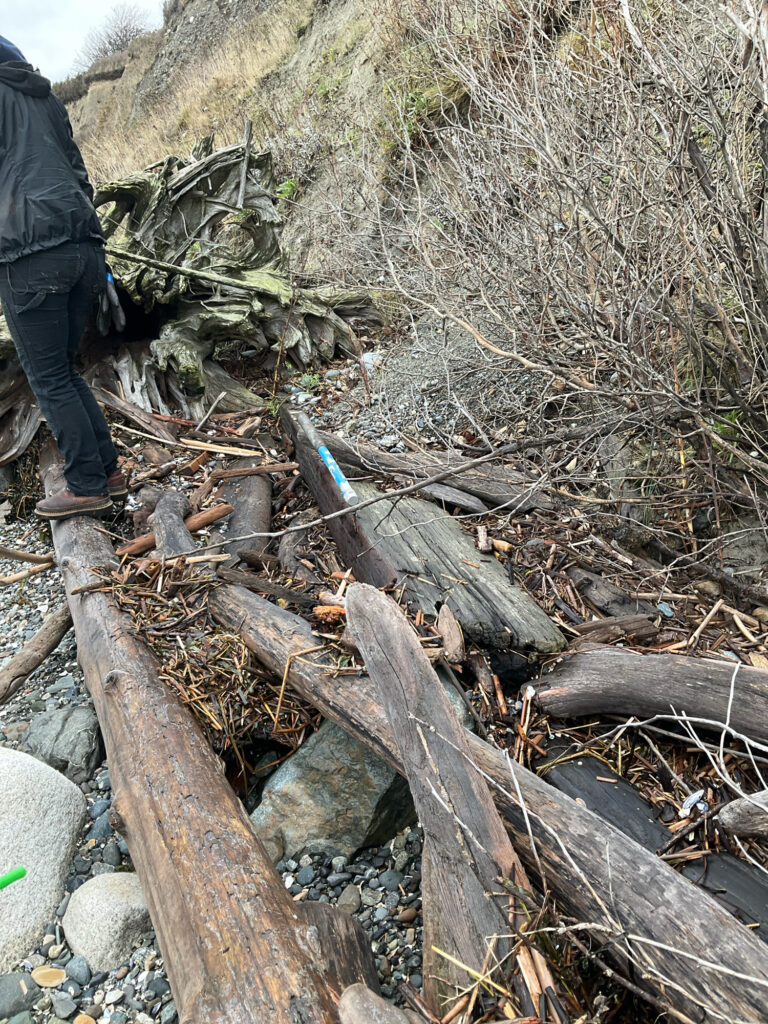 a person standing next to a pile of branches and sticks (MyCoast AI)