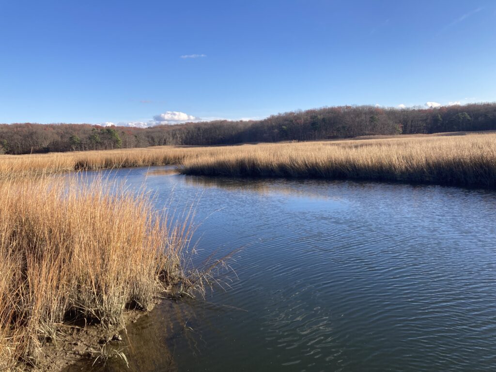 a body of water with grass and trees around it (MyCoast AI)