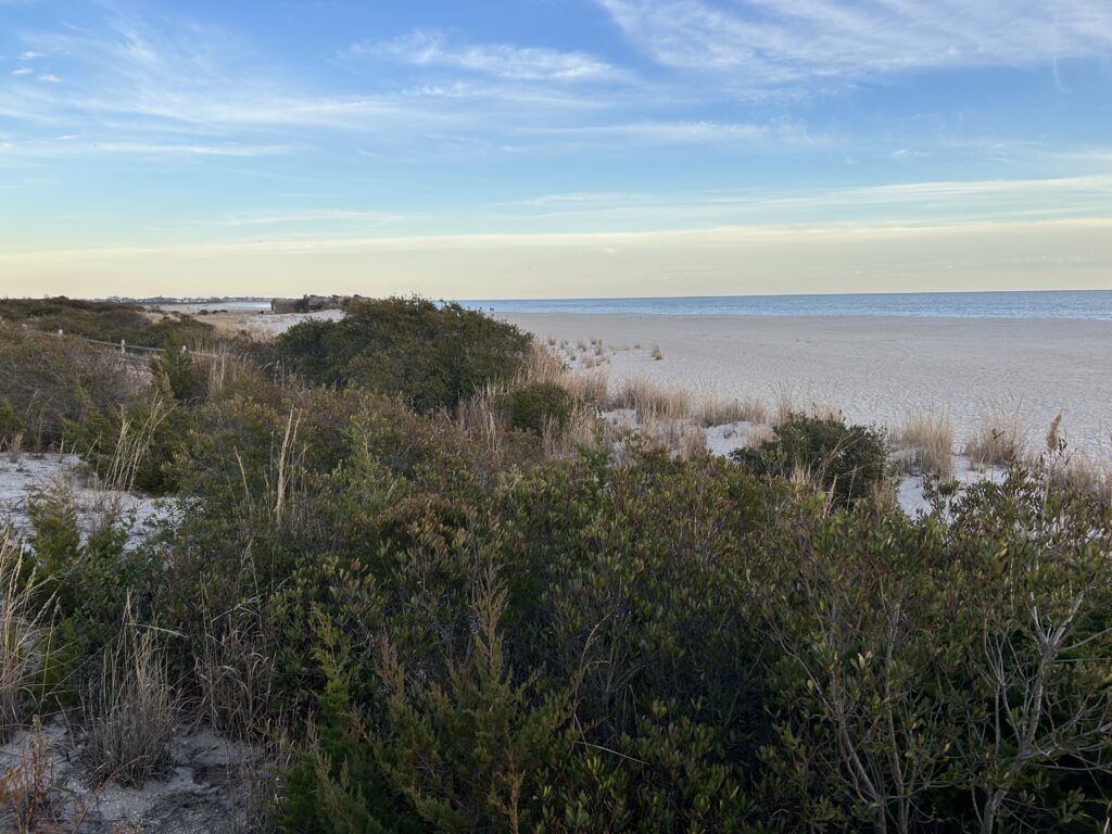 a beach with bushes and water (MyCoast AI)