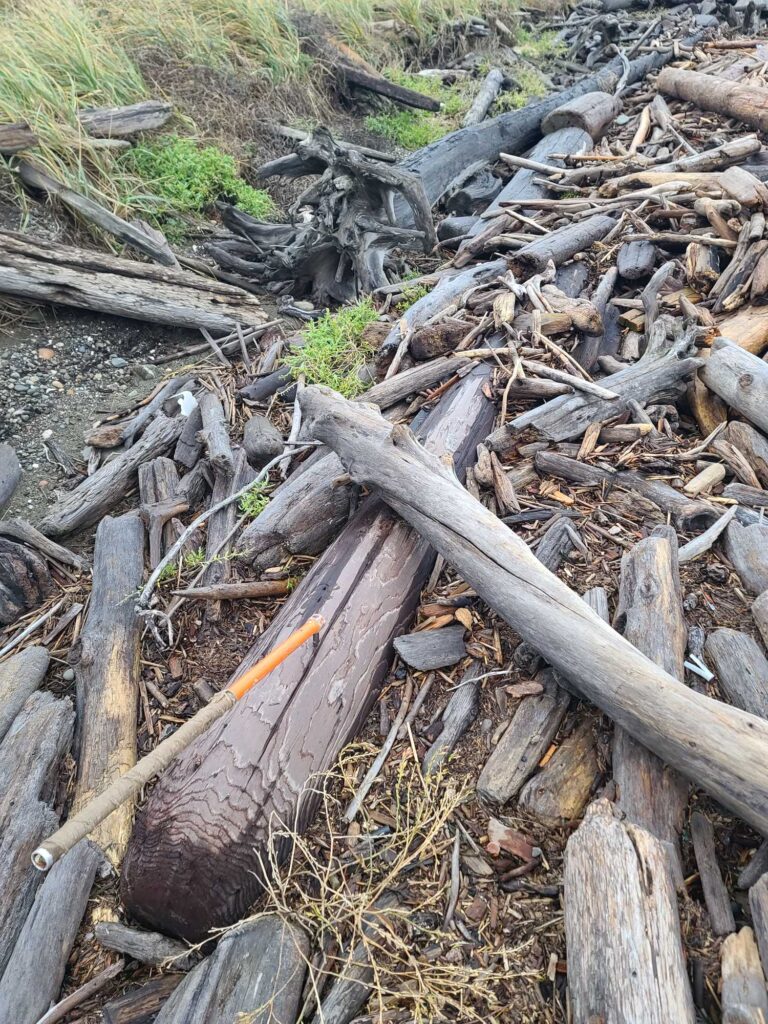a pile of cut down trees (MyCoast AI)