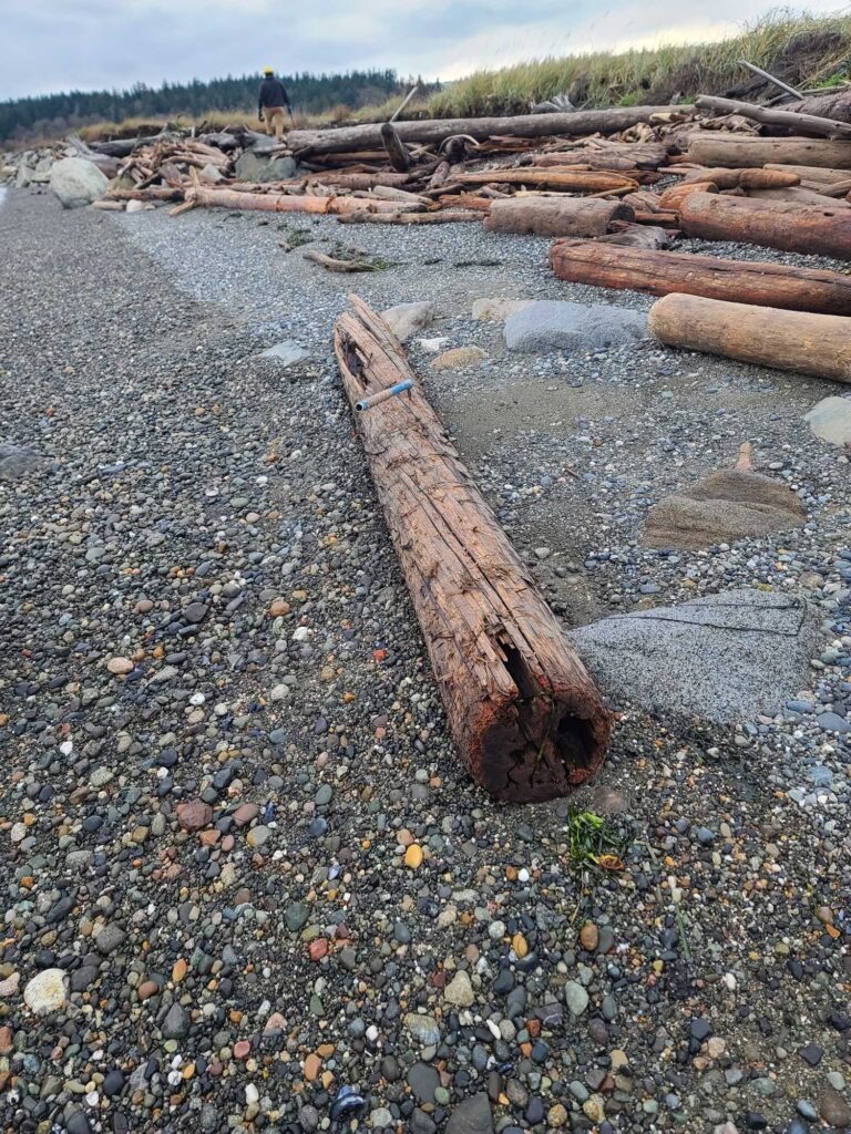 a pile of wood on a rocky beach (MyCoast AI)