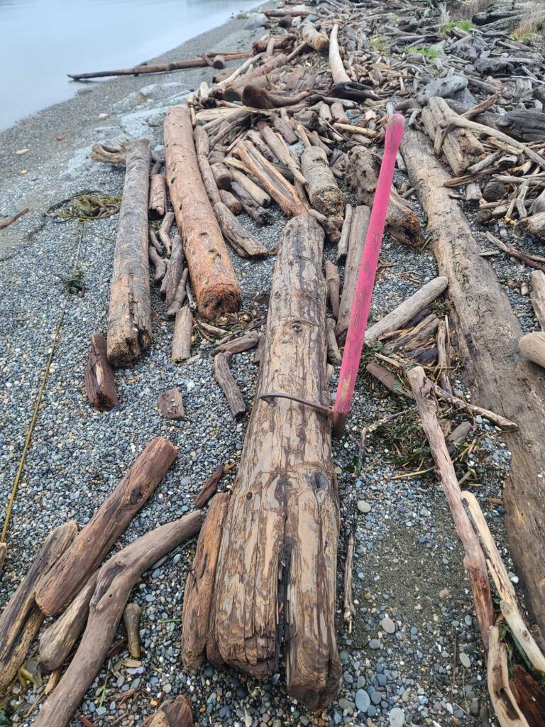 a group of sticks on the beach (MyCoast AI)