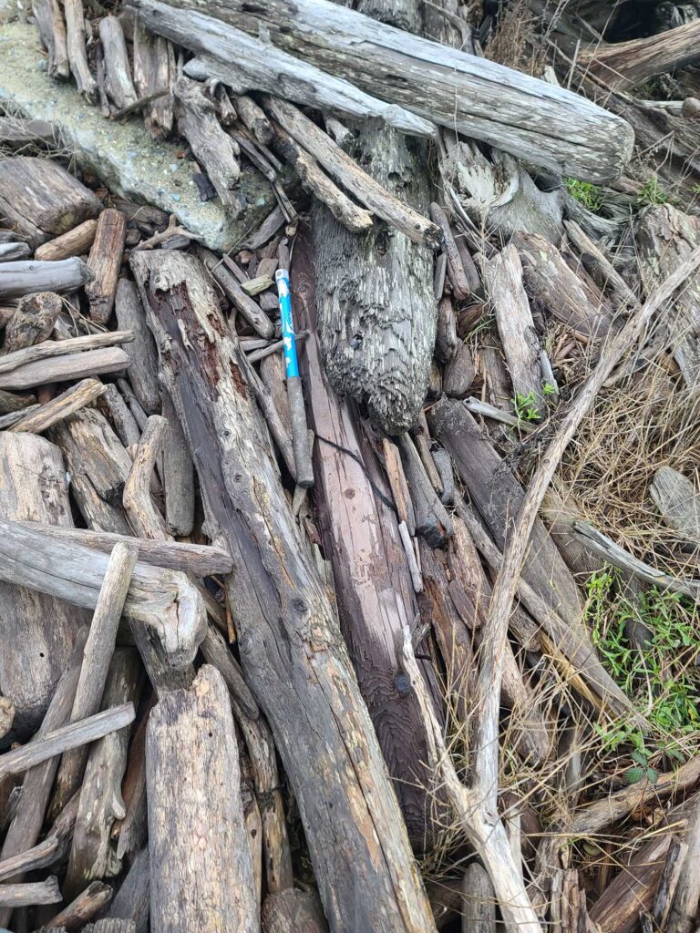 a pile of cut logs (MyCoast AI)