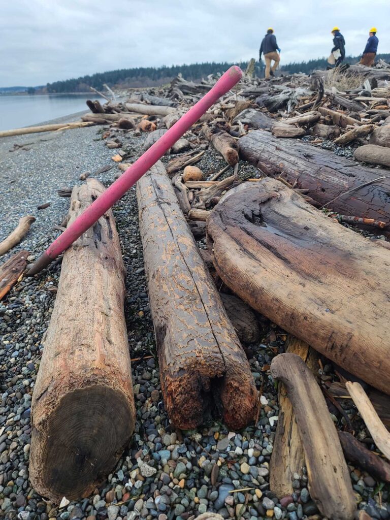 a group of logs on a beach (MyCoast AI)