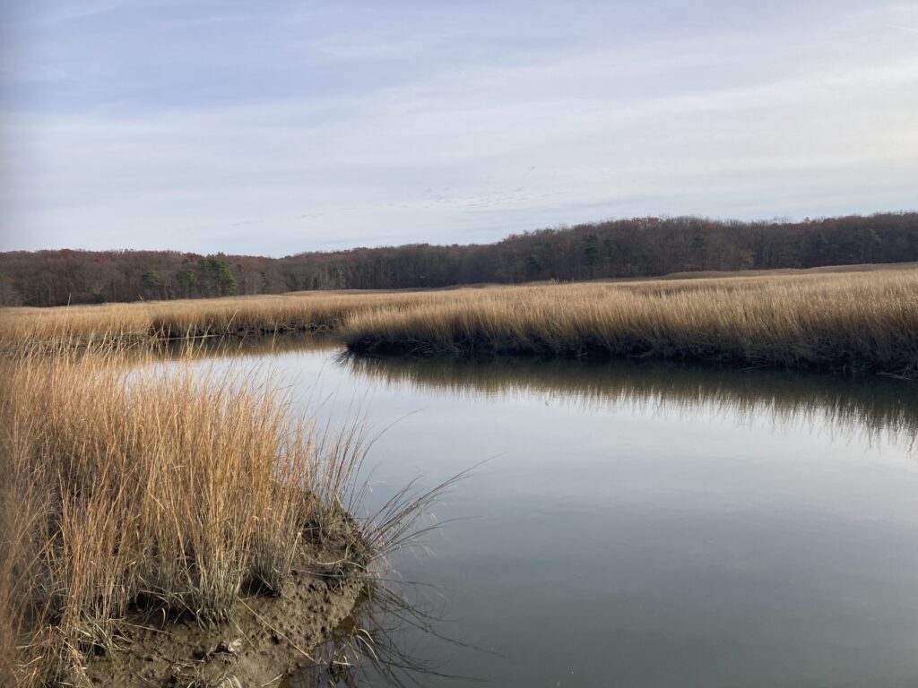 a body of water with grass and trees in the background (MyCoast AI)