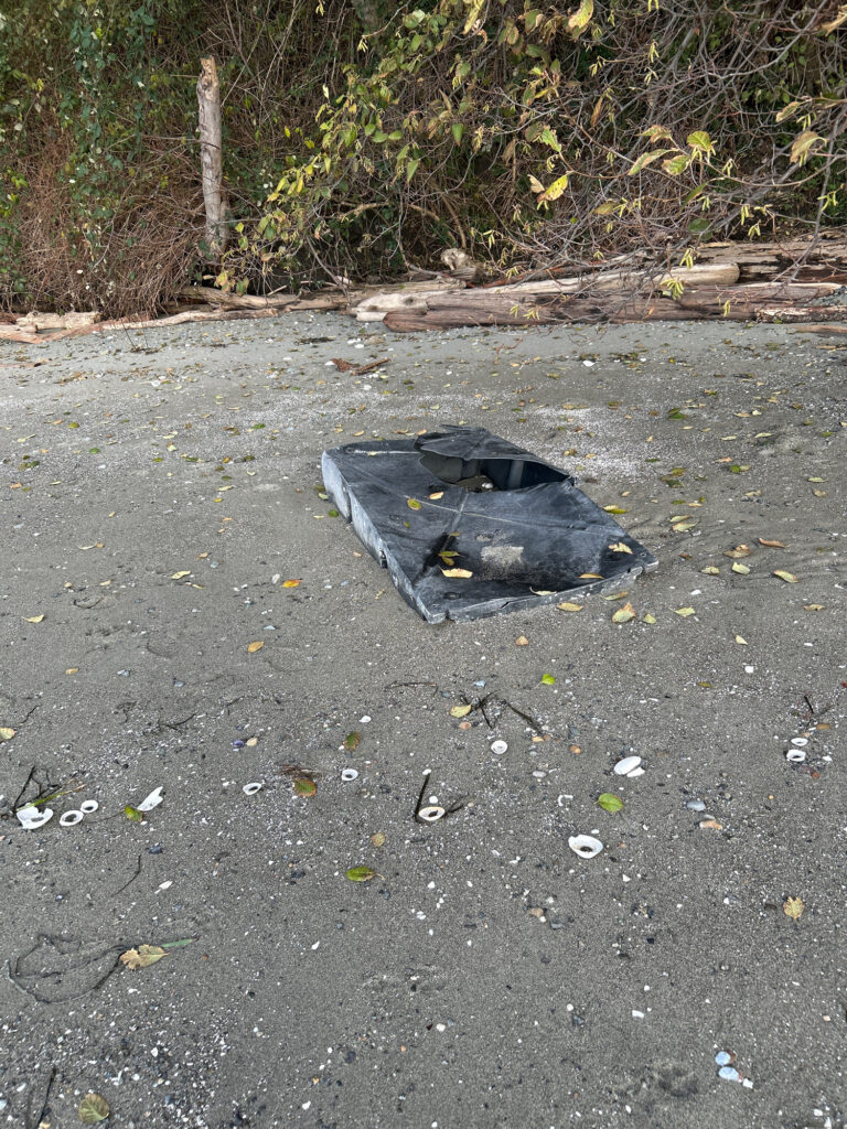 a cat lying on the ground (MyCoast AI)