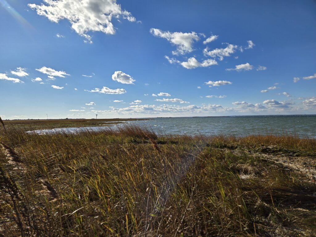 a grassy area next to a body of water (MyCoast AI)