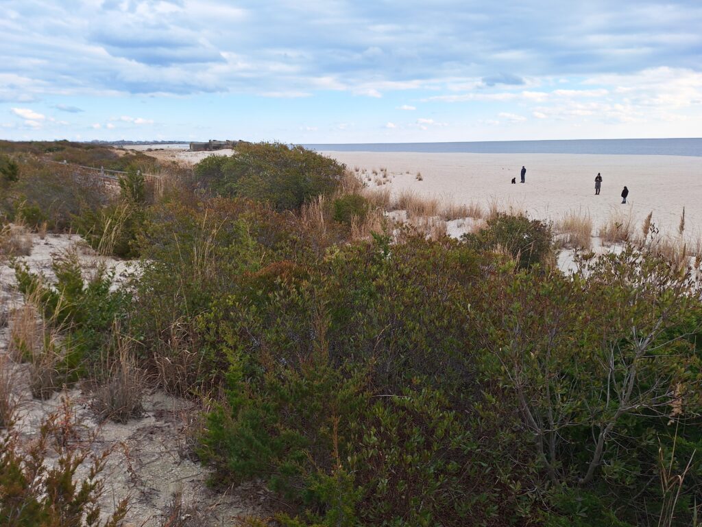 a group of birds on a beach (MyCoast AI)