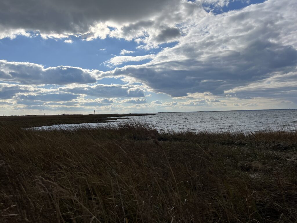 a beach with grass and water (MyCoast AI)