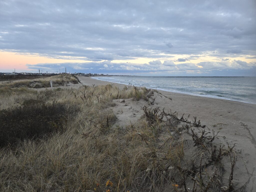 a beach with sand and plants (MyCoast AI)