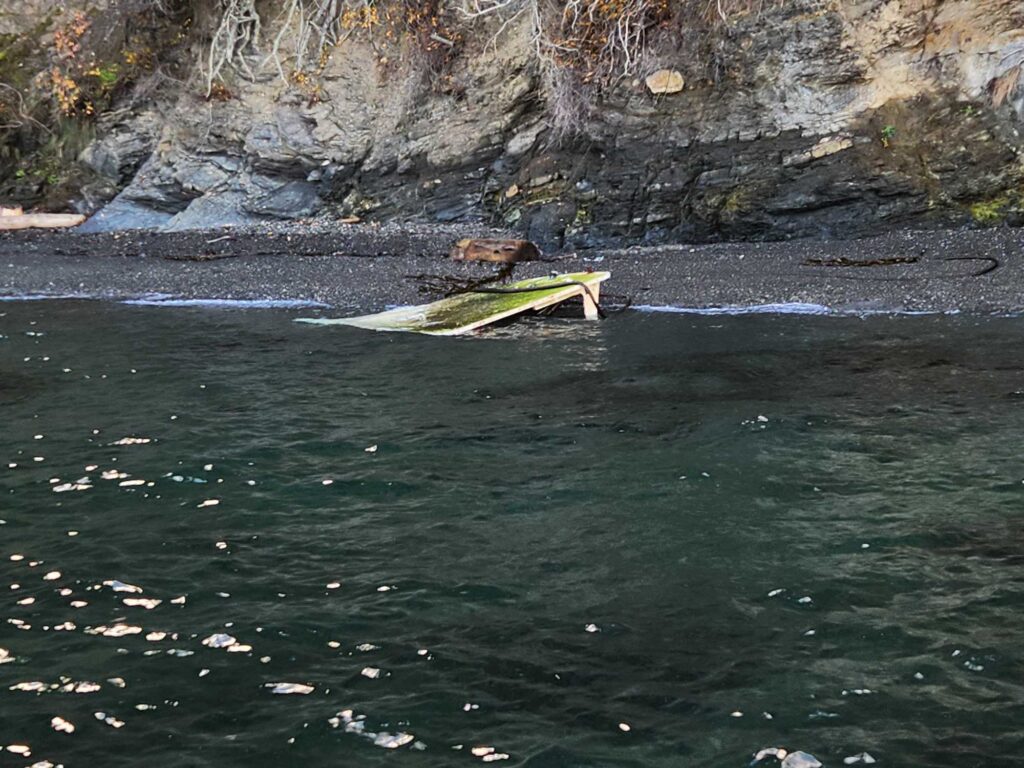 a crocodile in the water (MyCoast AI)