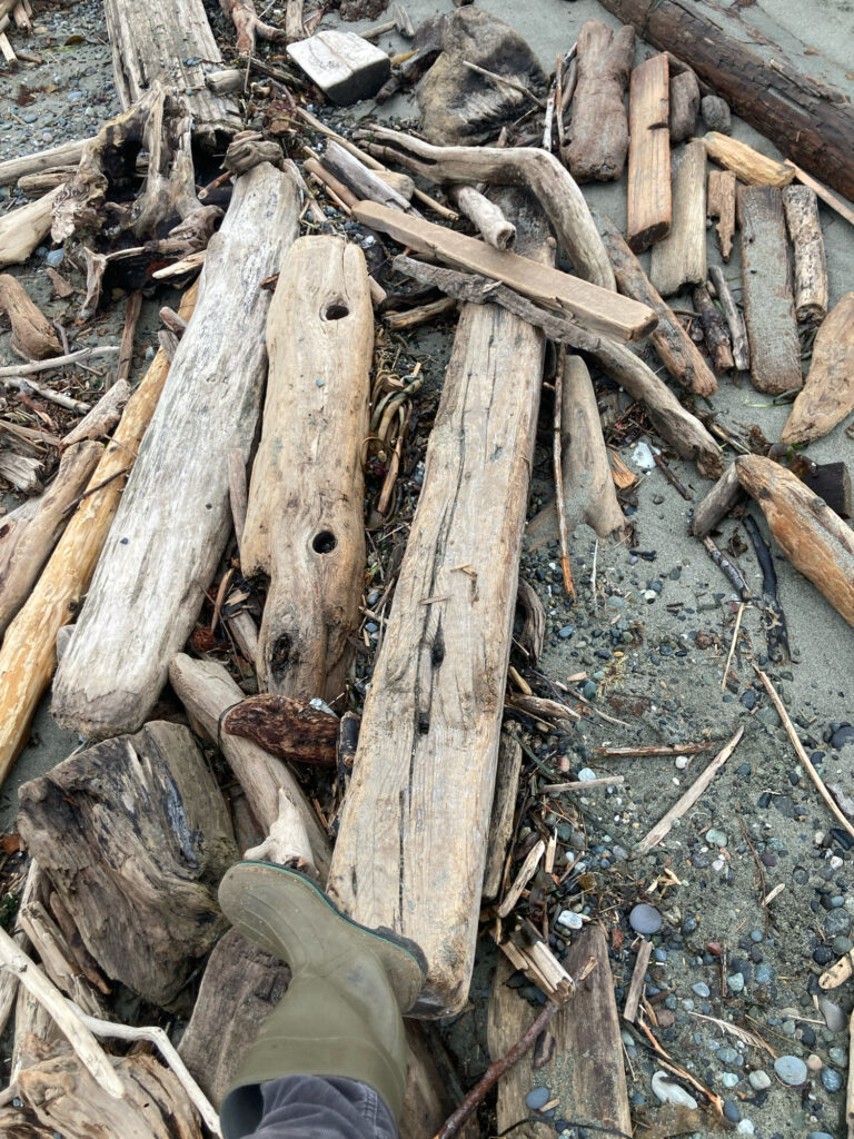 a pile of cut down trees (MyCoast AI)