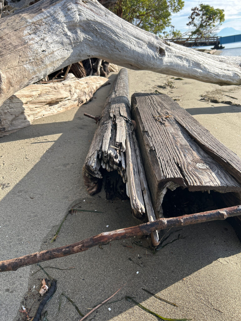 a tree trunk that has been cut (MyCoast AI)