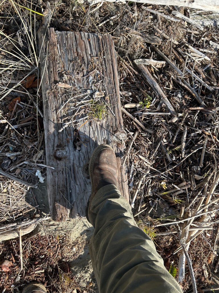 a person's foot in a tree stump (MyCoast AI)