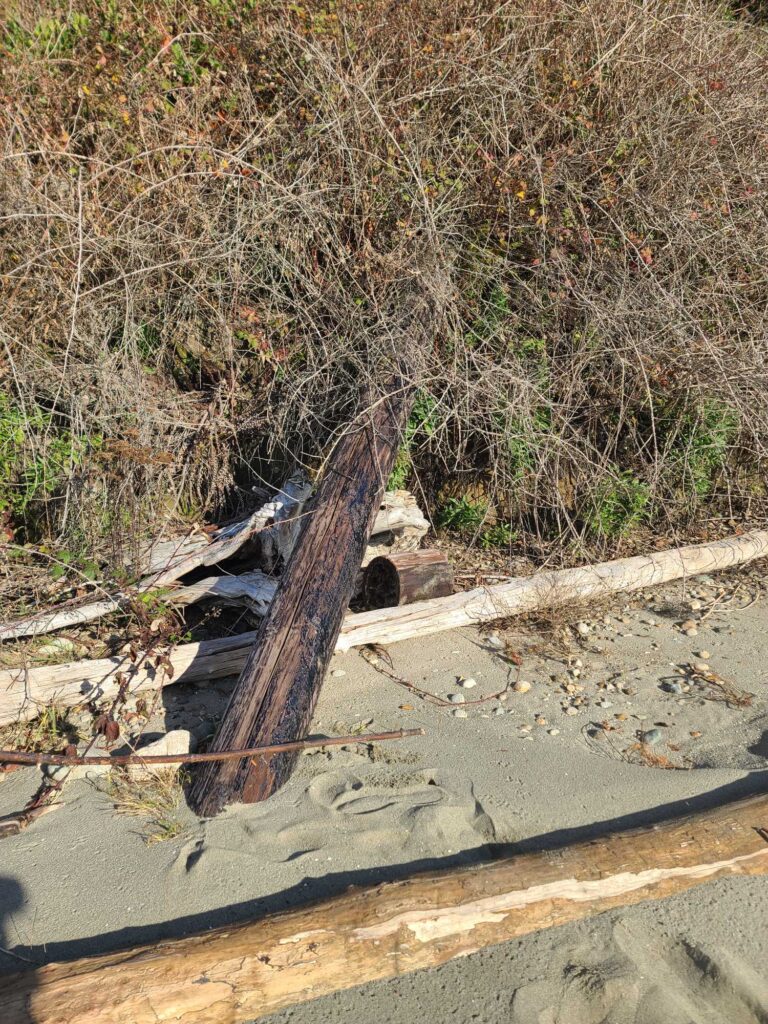 a tree stump in the middle of a road (MyCoast AI)