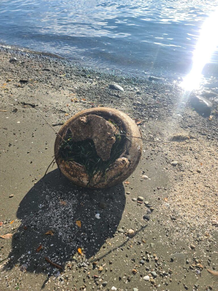 a turtle on the beach (MyCoast AI)