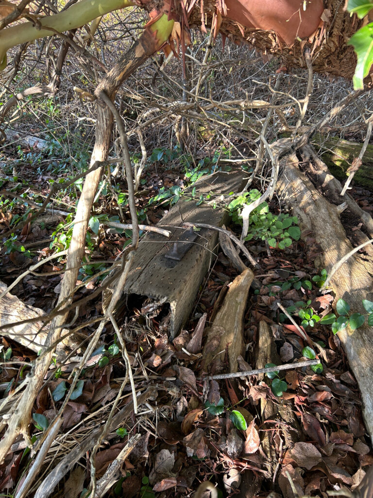 a tree stump with branches and leaves (MyCoast AI)