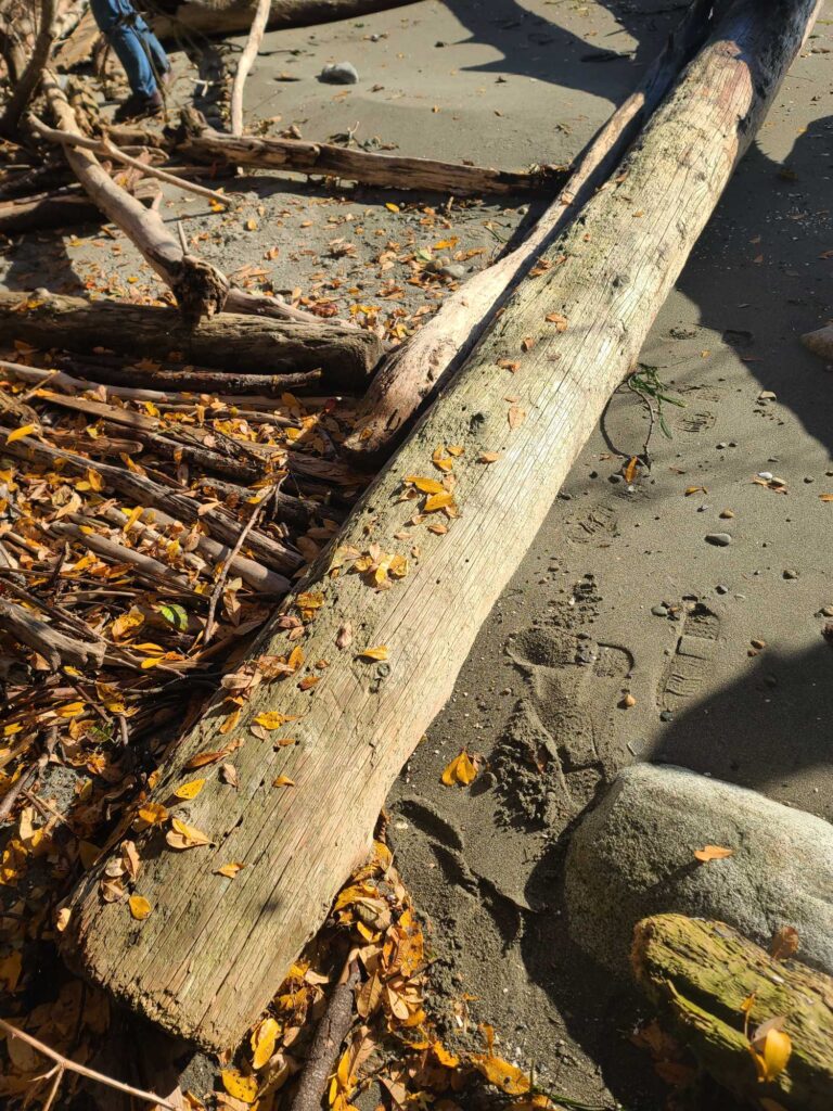 a pile of wood and sticks (MyCoast AI)