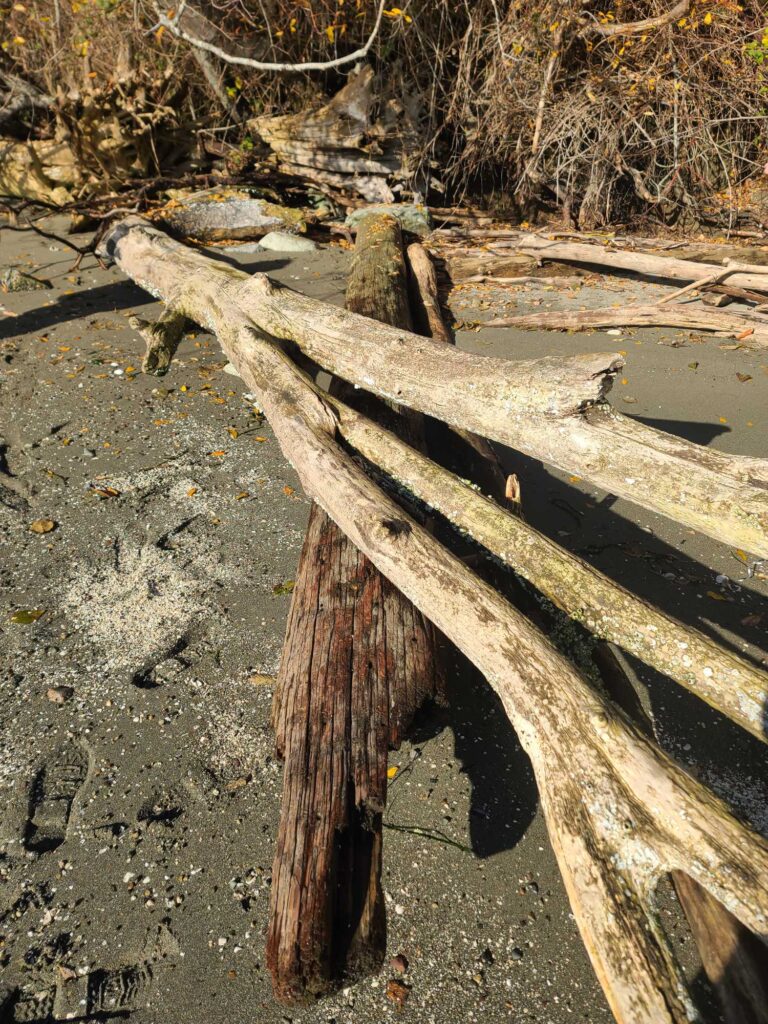 a wooden bench in the dirt (MyCoast AI)