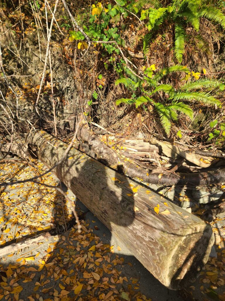 a tree branch in a forest (MyCoast AI)