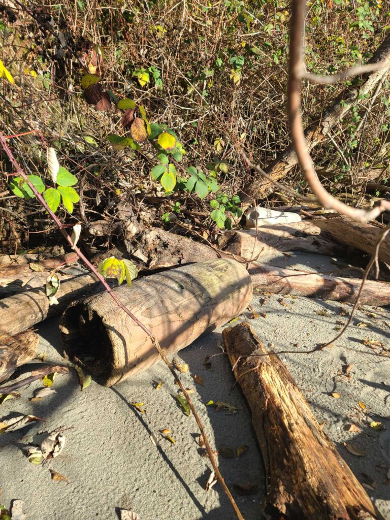 a log in the dirt (MyCoast AI)