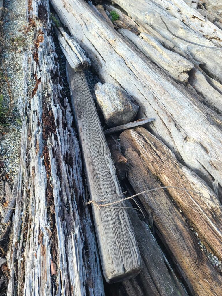 a group of animals on a log (MyCoast AI)