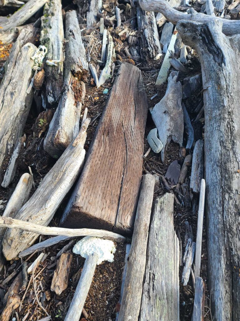 a group of tree stumps (MyCoast AI)