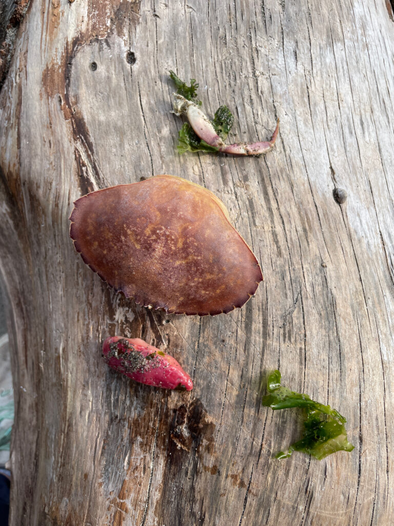 a group of mushrooms on a wood surface (MyCoast AI)