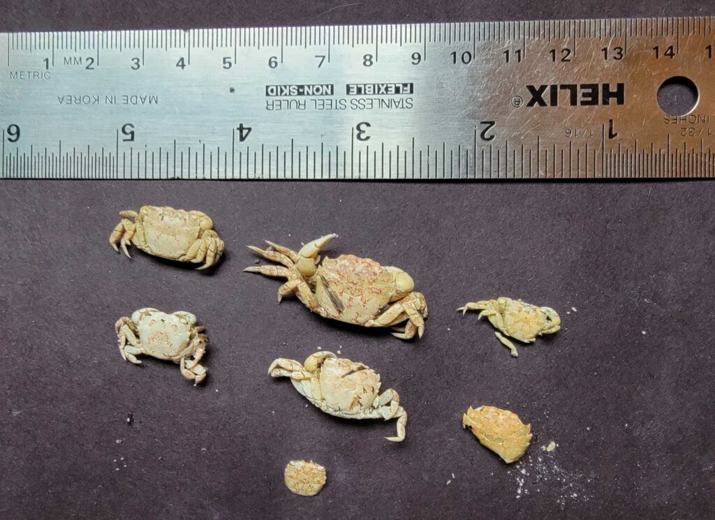 a group of crabs on a table (MyCoast AI)