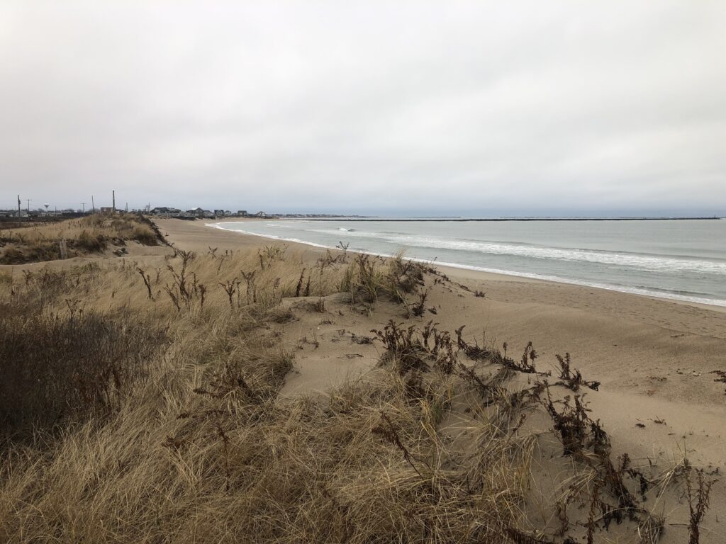 a sandy beach with plants and water (MyCoast AI)