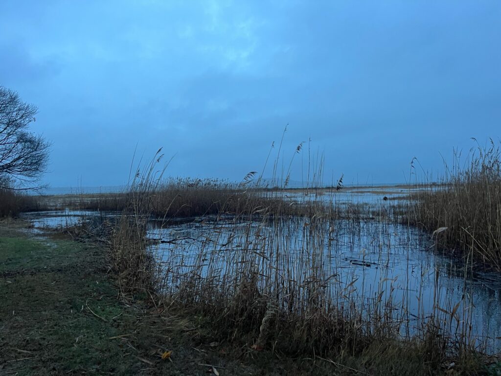 a body of water with grass and trees around it (MyCoast AI)