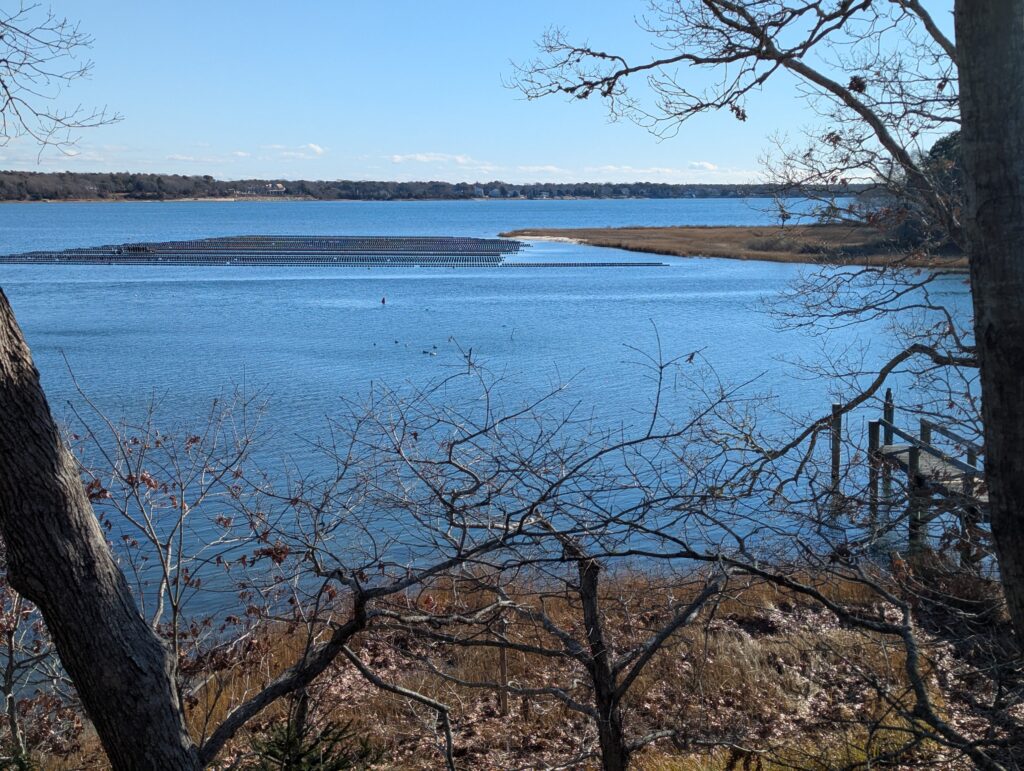a body of water with trees around it (MyCoast AI)