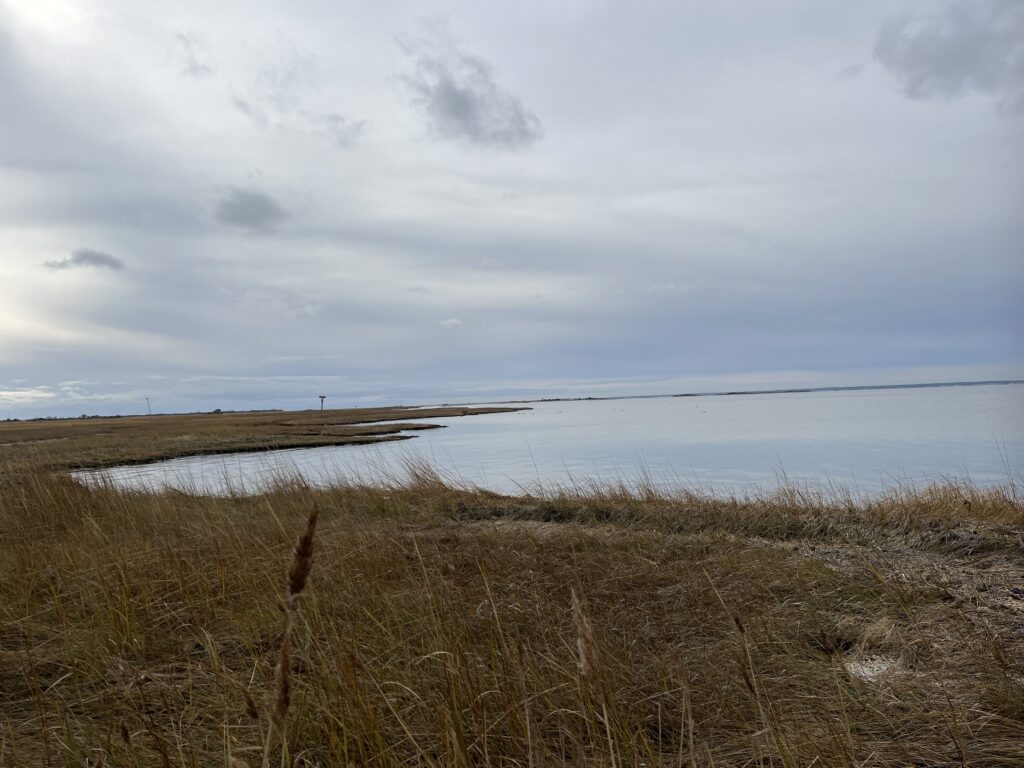 a body of water with grass on the side (MyCoast AI)