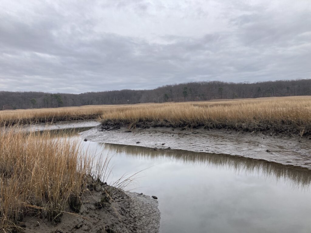 a body of water with grass and trees around it (MyCoast AI)