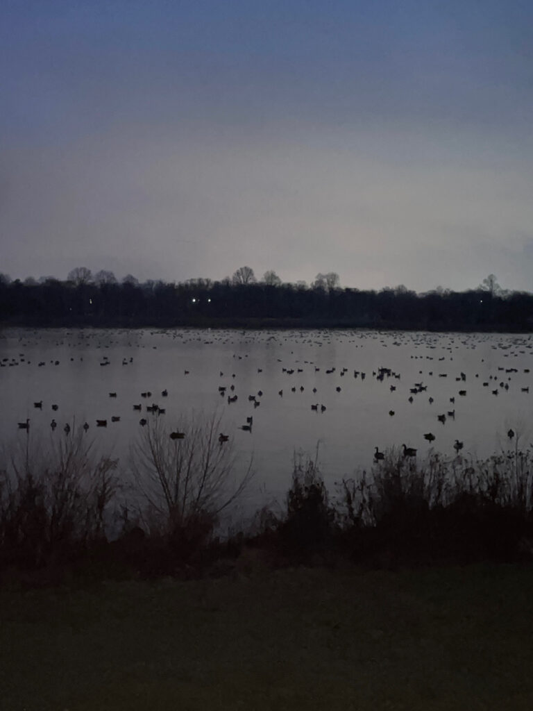 a body of water with trees in the background (MyCoast AI)