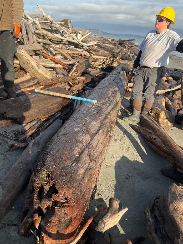 a man standing next to a pile of cut logs (MyCoast AI)