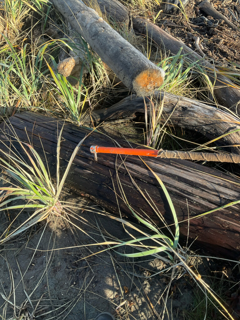 a small orange bug on a log (MyCoast AI)