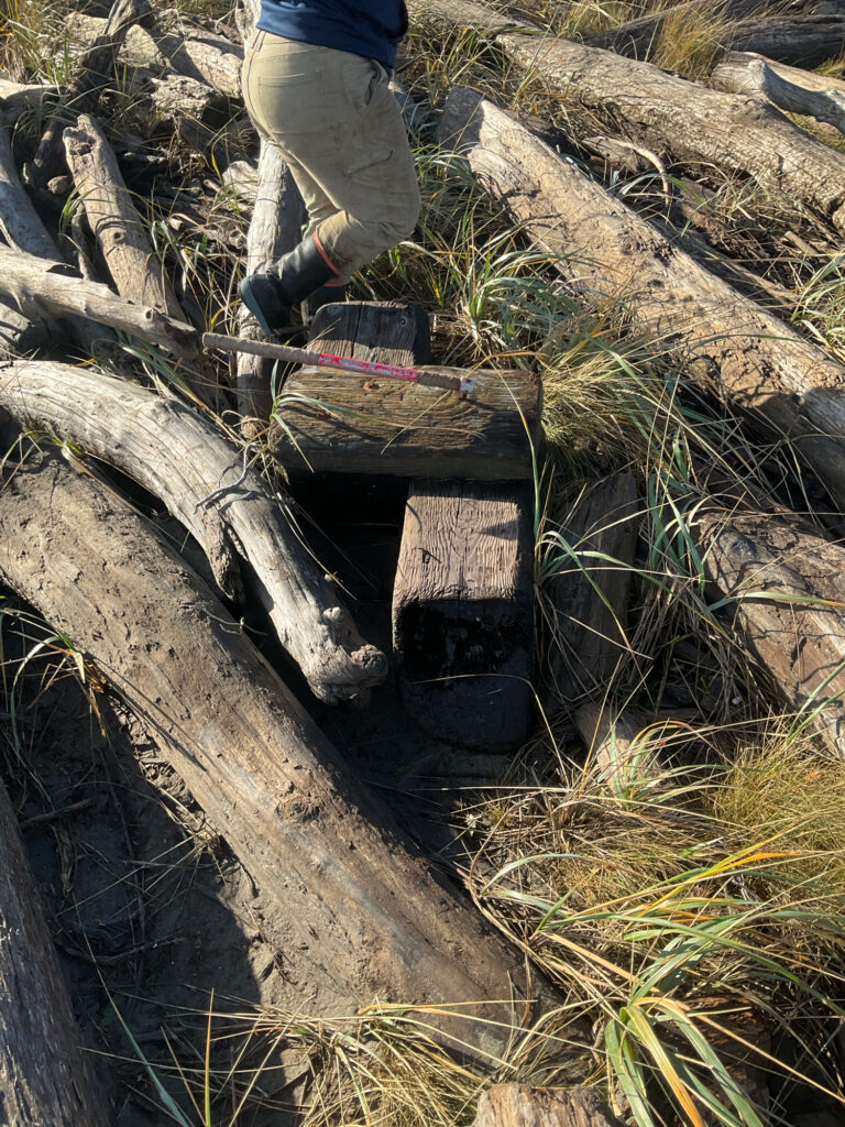 a person standing on a log (MyCoast AI)
