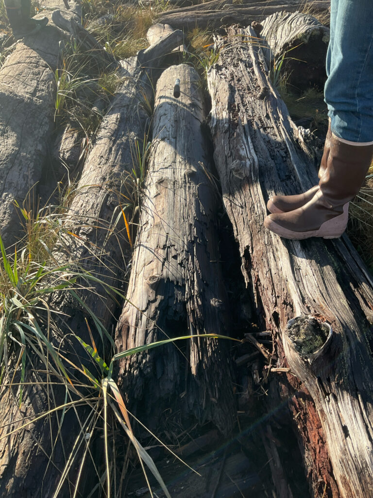 a person's feet on a tree trunk (MyCoast AI)