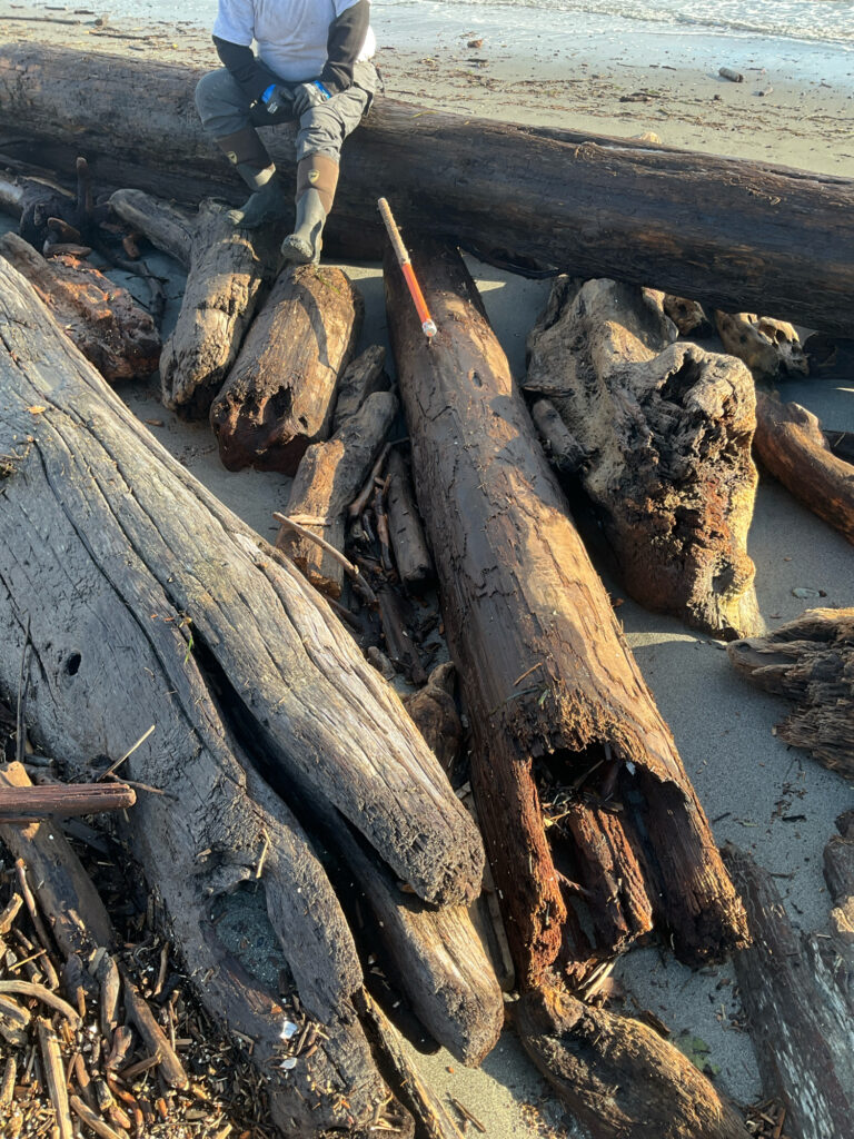a person standing on a log (MyCoast AI)